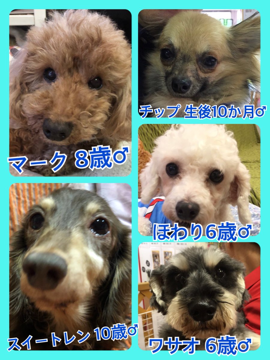 🐾今日の里親様募集中ワンコ🐶メンバーです🐾2019,7,29